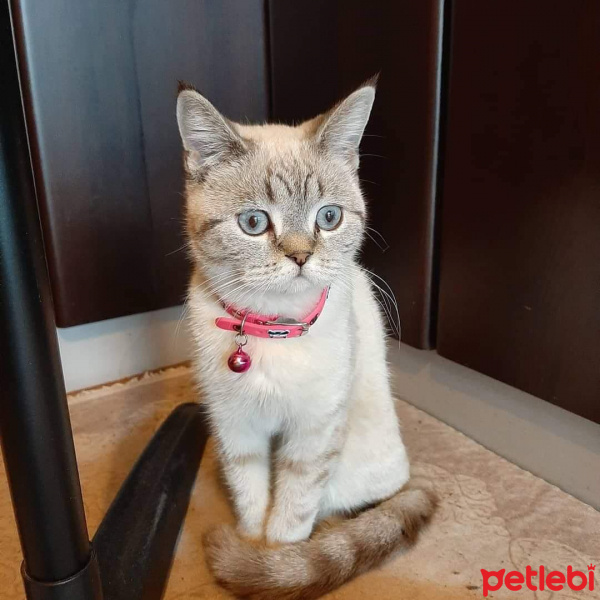 Scottish Fold, Kedi  Leo fotoğrafı