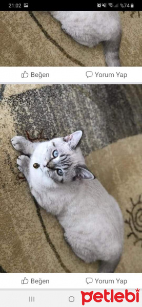 Scottish Fold, Kedi  Leo fotoğrafı