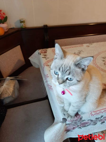 Scottish Fold, Kedi  Leo fotoğrafı