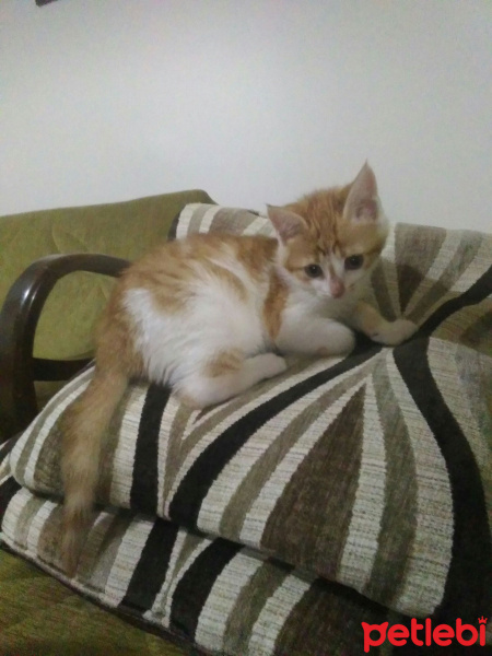 Sarman, Kedi  Zarife fotoğrafı