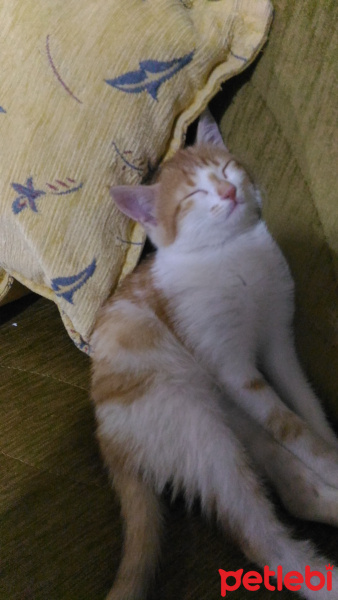 Sarman, Kedi  Zarife fotoğrafı