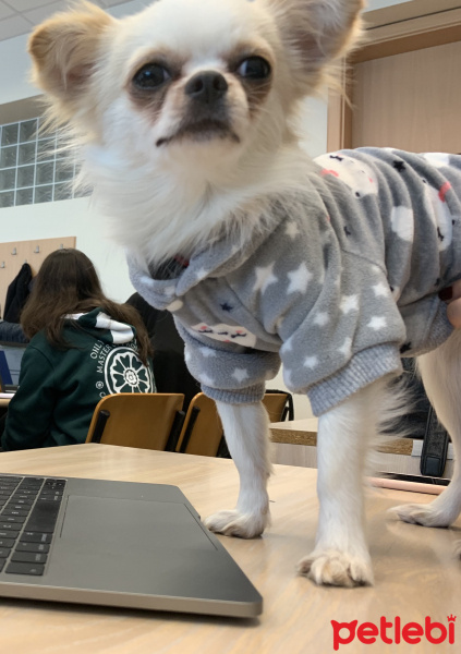 Chihuahua, Köpek  Lucas fotoğrafı