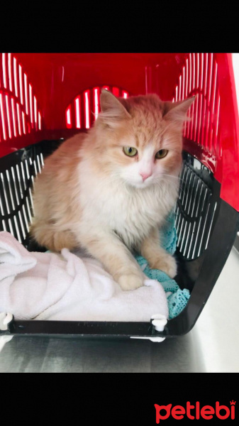 Tekir Kedi, Kedi  Asil fotoğrafı