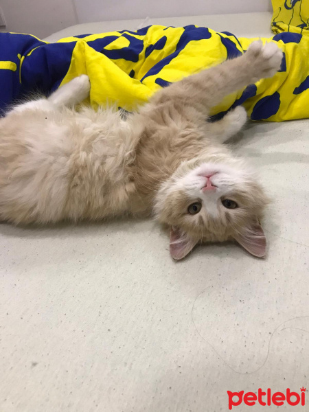 Tekir Kedi, Kedi  Asil fotoğrafı