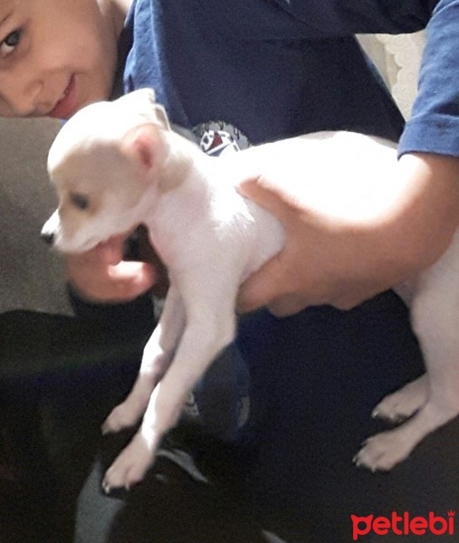 Chihuahua, Köpek  fındık fotoğrafı
