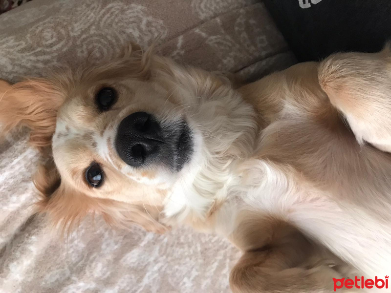 İngiliz Cocker Spaniel, Köpek  Çiku fotoğrafı