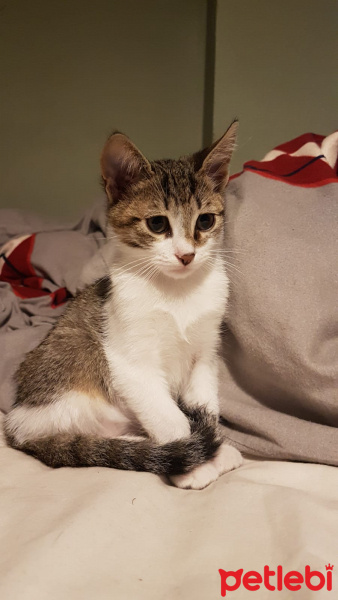 Tekir Kedi, Kedi  Acil yuva arıyoruz, öğrenciyiz ve bakamıyoruz fotoğrafı