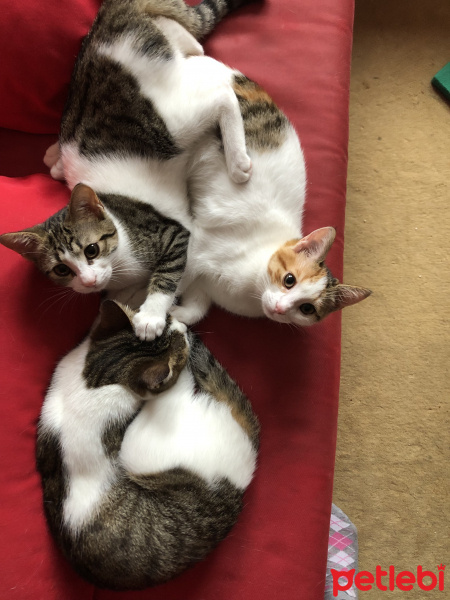 Tekir Kedi, Kedi  Acil yuva arıyoruz, öğrenciyiz ve bakamıyoruz fotoğrafı