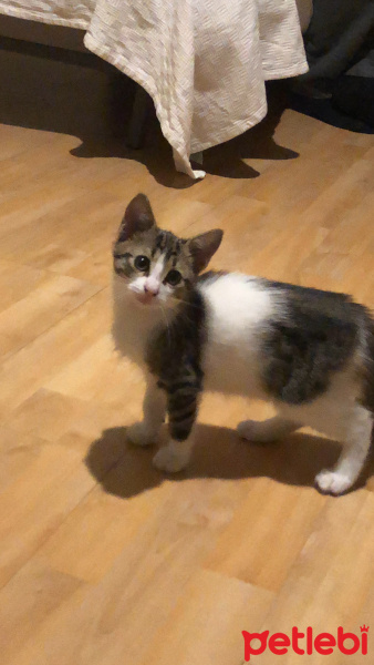 Tekir Kedi, Kedi  Acil yuva arıyoruz, öğrenciyiz ve bakamıyoruz fotoğrafı