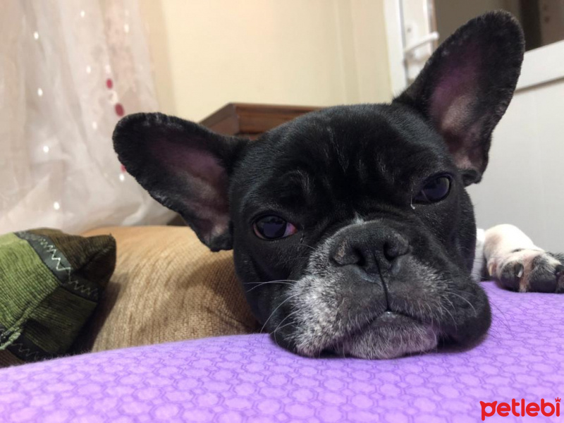 Fransız Bulldog, Köpek  Fred fotoğrafı