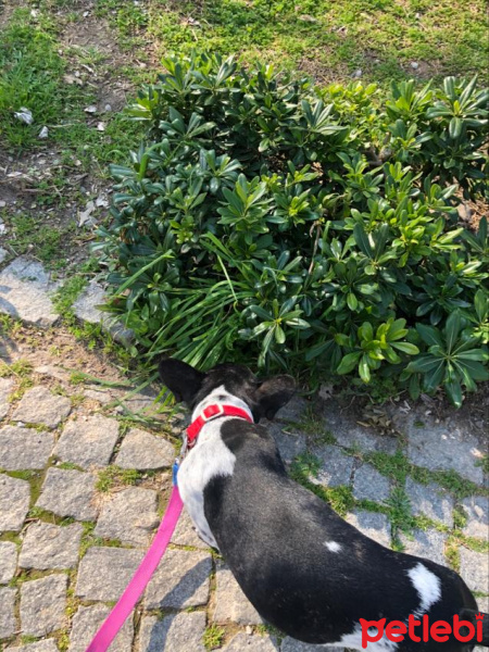 Fransız Bulldog, Köpek  Fred fotoğrafı