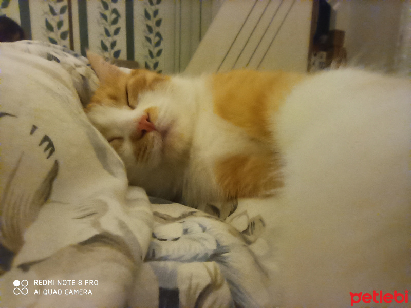 Sarman, Kedi  Momo fotoğrafı