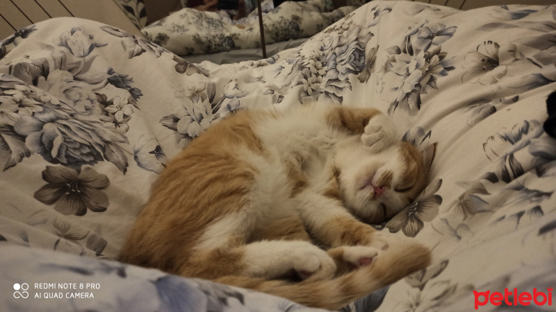 Sarman, Kedi  Momo fotoğrafı