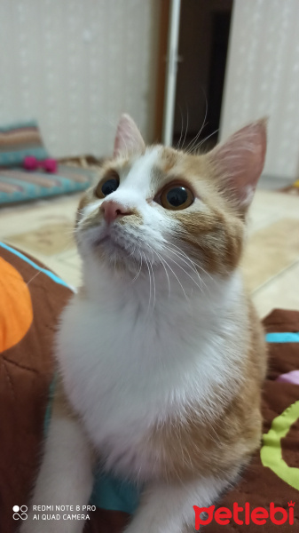 Sarman, Kedi  Momo fotoğrafı