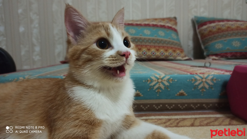 Sarman, Kedi  Momo fotoğrafı