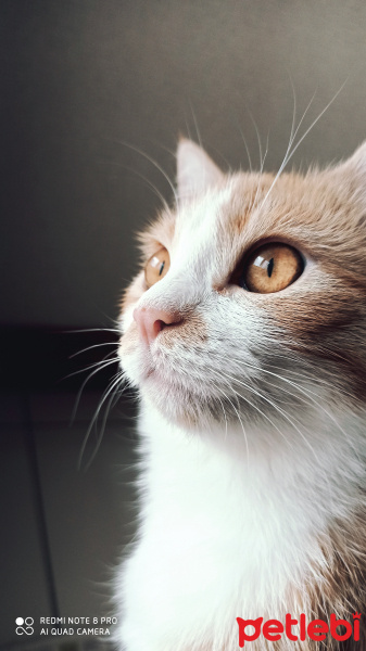 Sarman, Kedi  Momo fotoğrafı