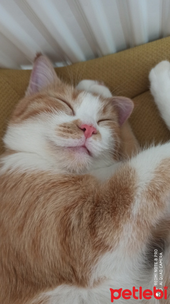 Sarman, Kedi  Momo fotoğrafı
