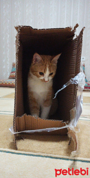 Sarman, Kedi  Momo fotoğrafı