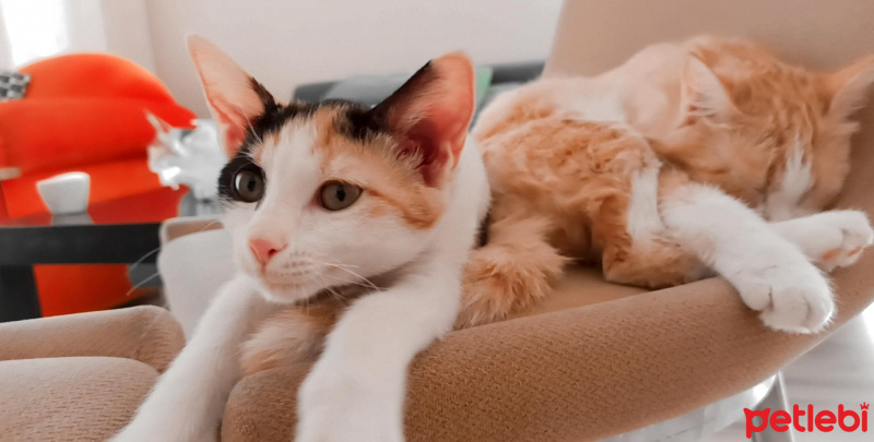 Sarman, Kedi  Momo fotoğrafı