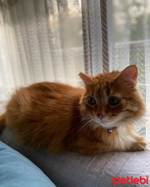 Sibirya Kedisi, Kedi  Sherlock fotoğrafı