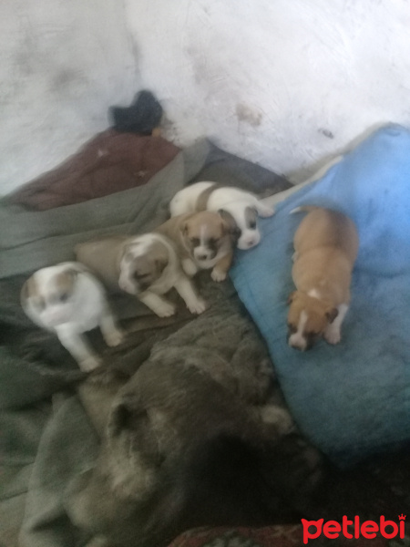 Amerikan Staffordshire Terrier, Köpek  İsimsizler fotoğrafı