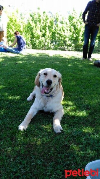 Golden Retriever, Köpek  Jessie fotoğrafı