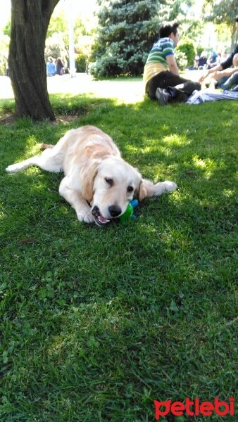 Golden Retriever, Köpek  Jessie fotoğrafı