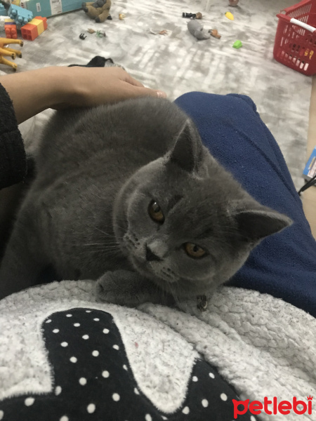 British Shorthair, Kedi  ARTHUR fotoğrafı