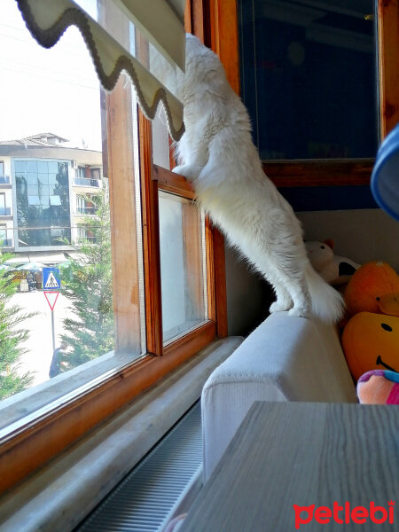 Chinchilla, Kedi  Pişmaniye fotoğrafı