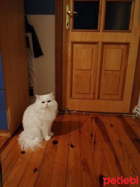 Chinchilla, Kedi  Pişmaniye fotoğrafı