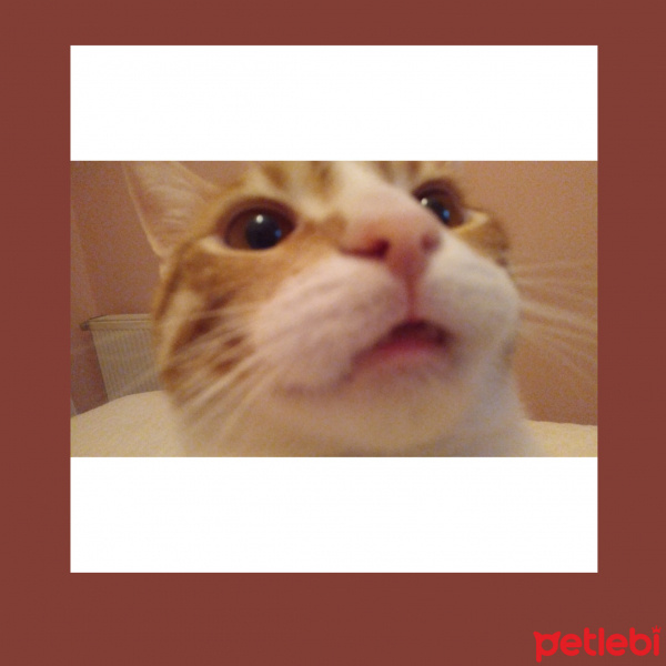 Sarman, Kedi  Lena fotoğrafı