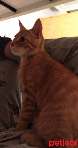 Sarman, Kedi  Bal fotoğrafı