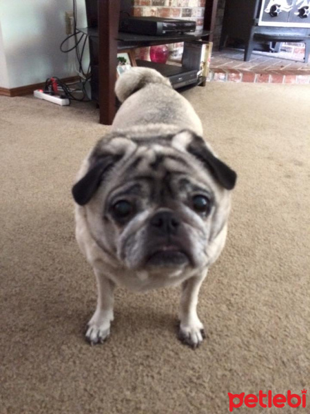 Pug, Köpek  rıfkı fotoğrafı