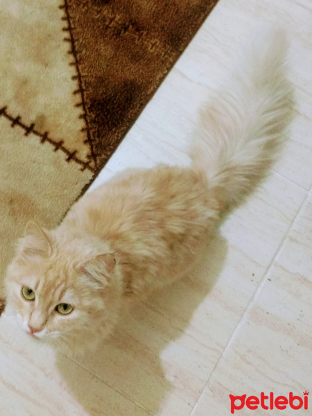 Ragdoll, Kedi  Jihan fotoğrafı