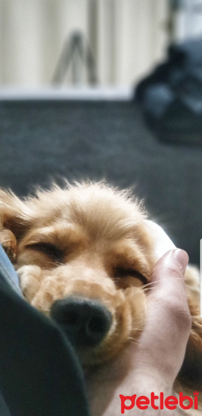 İngiliz Cocker Spaniel, Köpek  Woody fotoğrafı