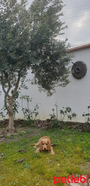 İngiliz Cocker Spaniel, Köpek  Woody fotoğrafı