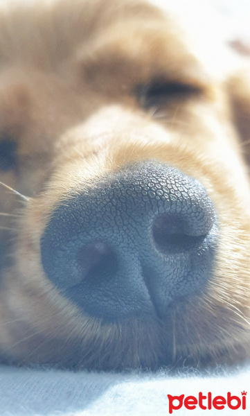 İngiliz Cocker Spaniel, Köpek  Woody fotoğrafı