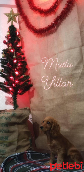 İngiliz Cocker Spaniel, Köpek  Woody fotoğrafı