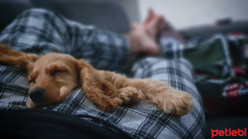 İngiliz Cocker Spaniel, Köpek  Woody fotoğrafı