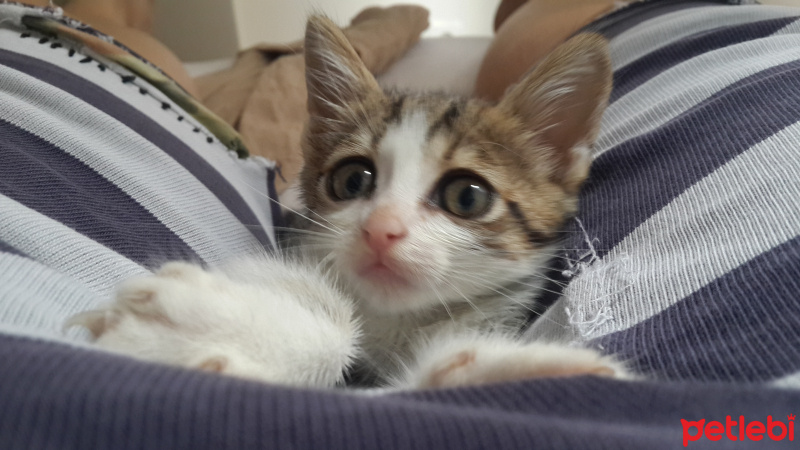 Tekir Kedi, Kedi  leyla fotoğrafı