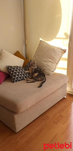 Tekir Kedi, Kedi  zeliş fotoğrafı