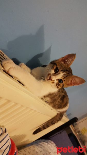Tekir Kedi, Kedi  Nico fotoğrafı
