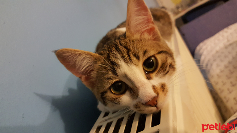 Tekir Kedi, Kedi  Nico fotoğrafı