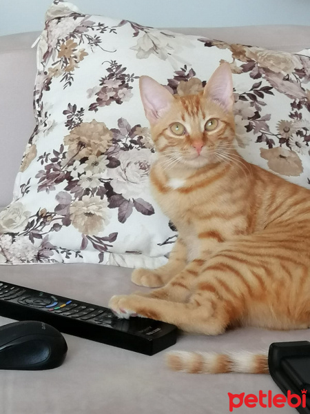 Sarman, Kedi  Çakıl fotoğrafı