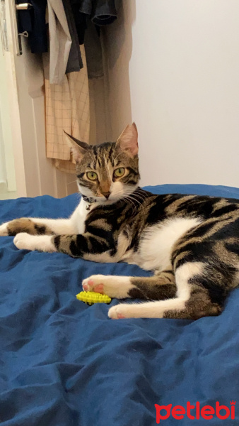 Tekir Kedi, Kedi  Mayki fotoğrafı