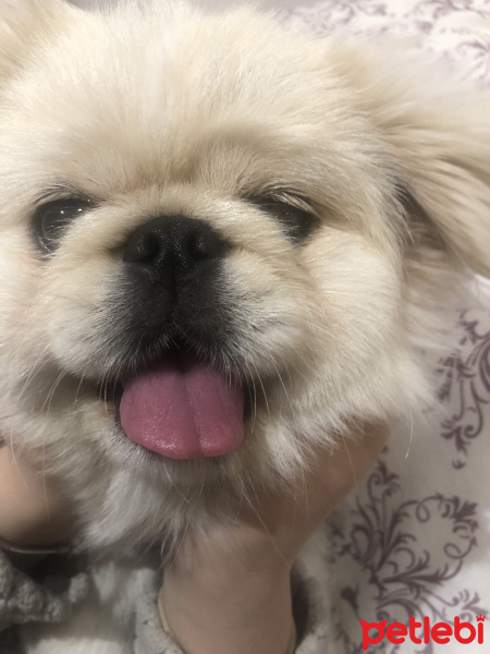 Pekingese, Köpek  Suşi fotoğrafı