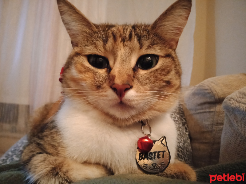 Tekir Kedi, Kedi  BASTET fotoğrafı