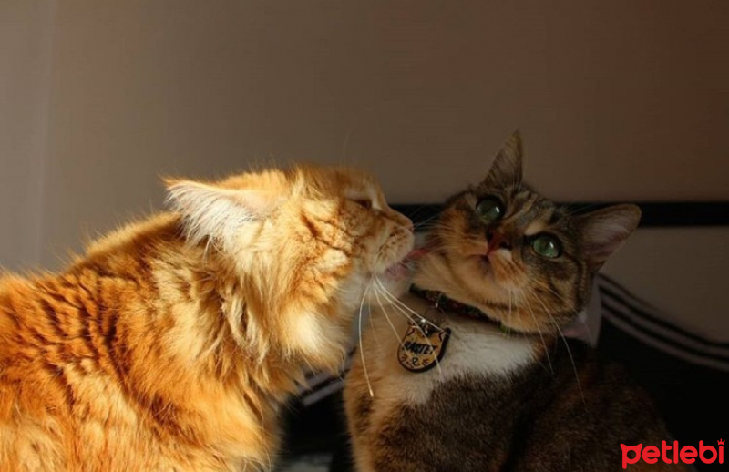 Tekir Kedi, Kedi  BASTET fotoğrafı