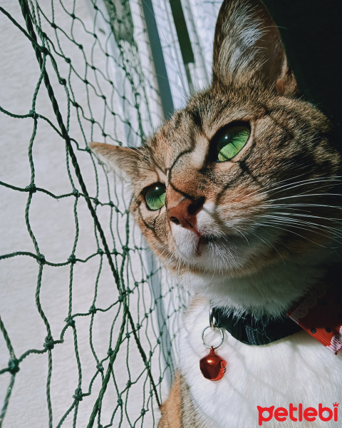 Tekir Kedi, Kedi  BASTET fotoğrafı