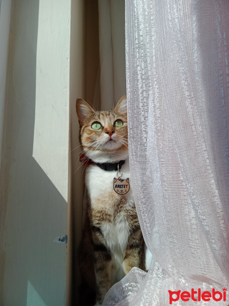 Tekir Kedi, Kedi  BASTET fotoğrafı